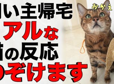 【帰宅ルーティン】ベンガル猫2匹の愛情たっぷりなお出迎えに胸キュン！