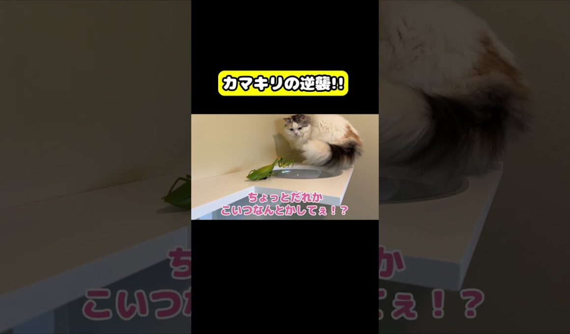 カマキリの逆襲!!　#猫 #おもしろ #アテレコ #ニャンチューバーつくし