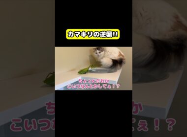カマキリの逆襲!!　#猫 #おもしろ #アテレコ #ニャンチューバーつくし