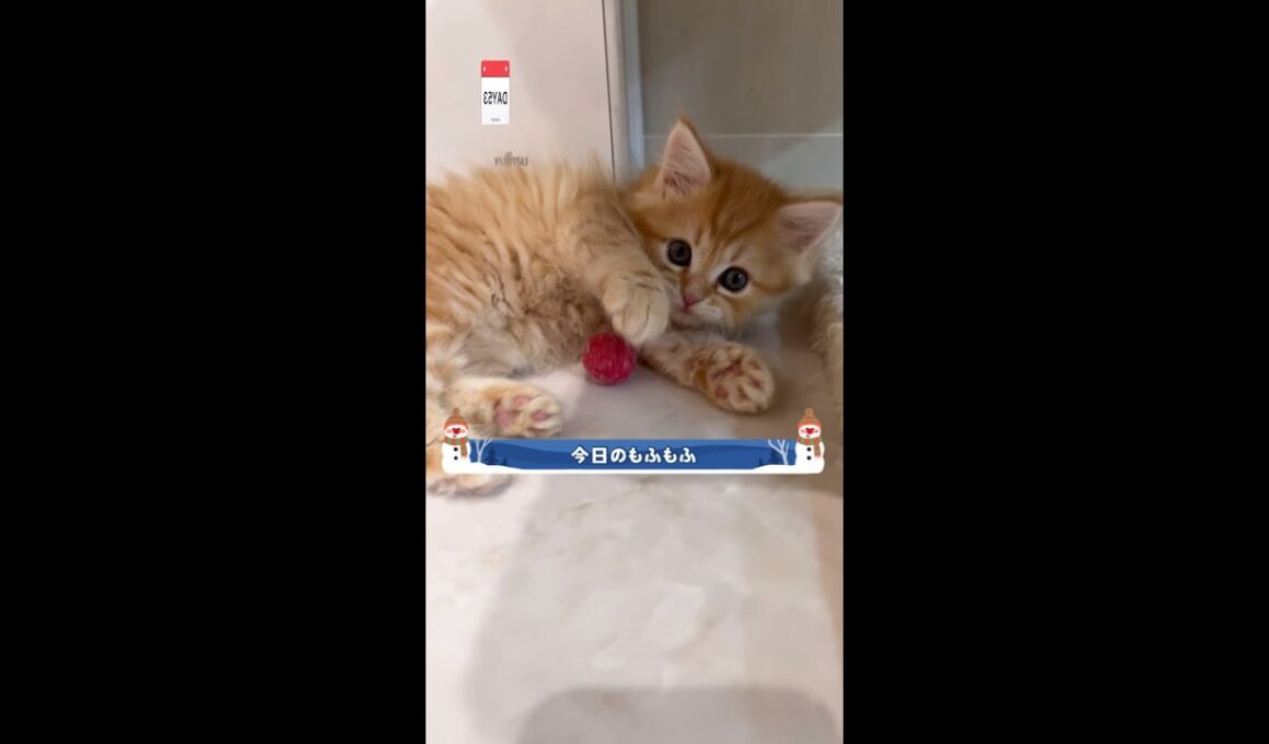 【今日もふ】ニャールドカップ開催中♡長足ミヌエットの男の子【2022年12月13日】