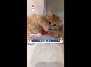 【今日もふ】ニャールドカップ開催中♡長足ミヌエットの男の子【2022年12月13日】