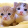 この小さな子猫達は少し離れただけで鳴いてしまう仲良し姉弟です【赤ちゃん猫　保護猫】