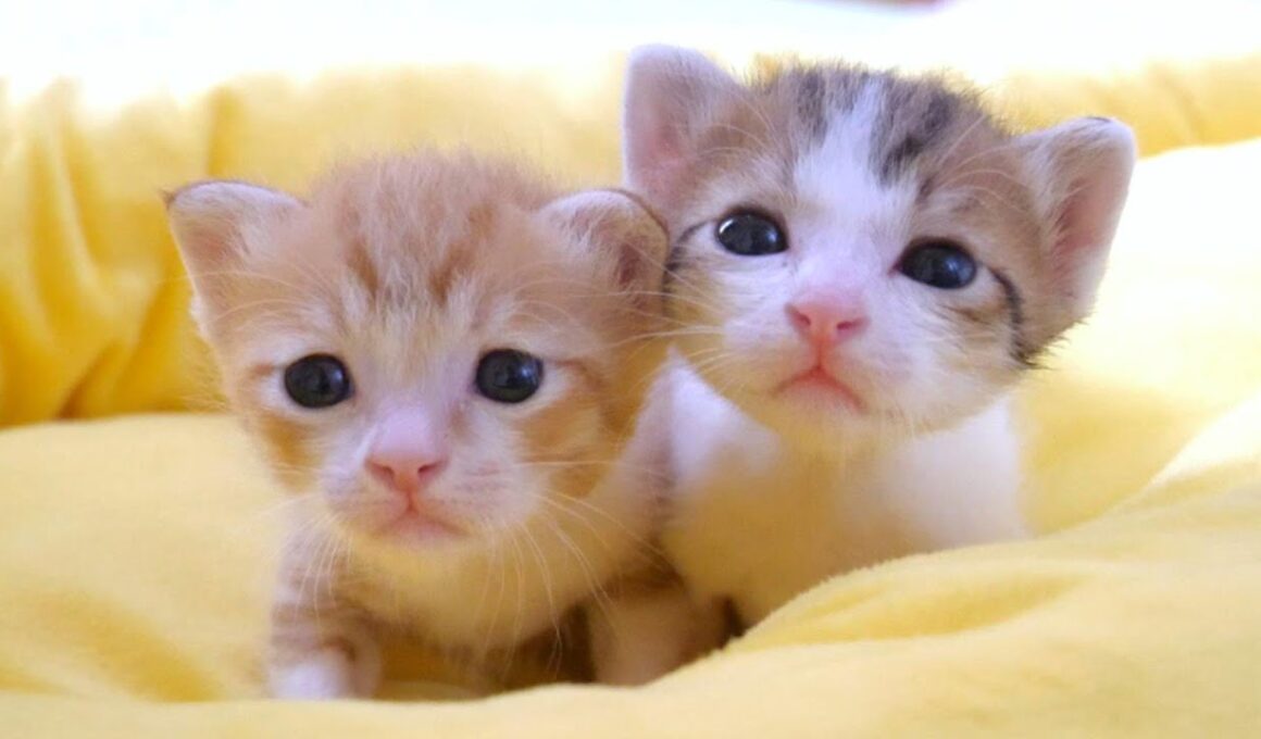 この小さな子猫達は少し離れただけで鳴いてしまう仲良し姉弟です【赤ちゃん猫　保護猫】