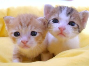 この小さな子猫達は少し離れただけで鳴いてしまう仲良し姉弟です【赤ちゃん猫　保護猫】