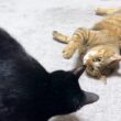 麦わら猫さんに甘えたくなった黒猫くんは…