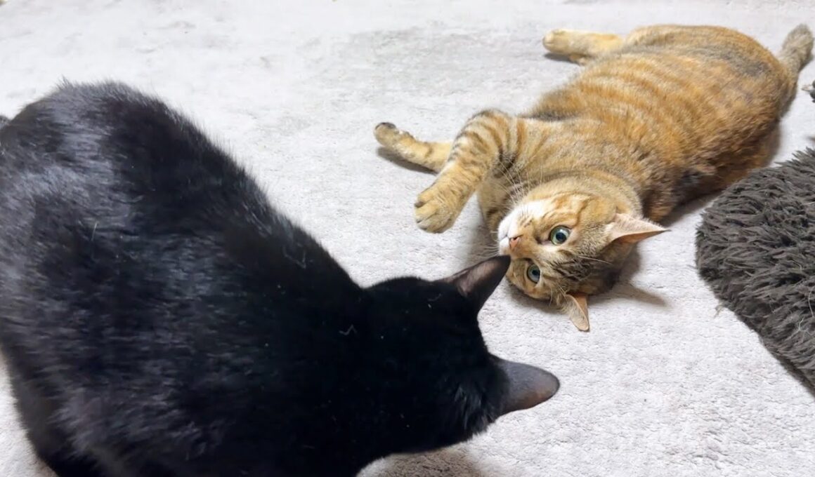 麦わら猫さんに甘えたくなった黒猫くんは…