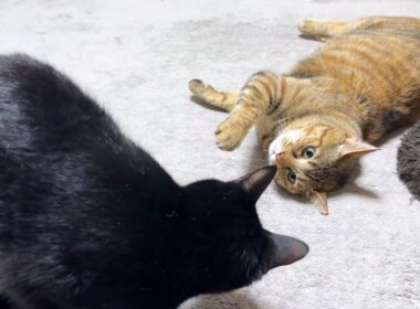 麦わら猫さんに甘えたくなった黒猫くんは…