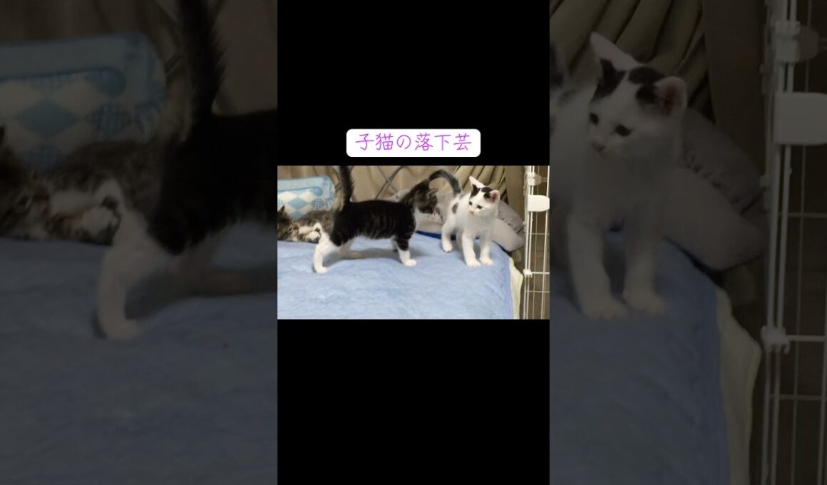子猫の謎な落下芸   #cat #kitten #猫 #子猫 #ねこ #こねこ #shorts  #保護猫 #猫のいる暮らし