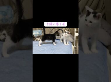 子猫の謎な落下芸   #cat #kitten #猫 #子猫 #ねこ #こねこ #shorts  #保護猫 #猫のいる暮らし