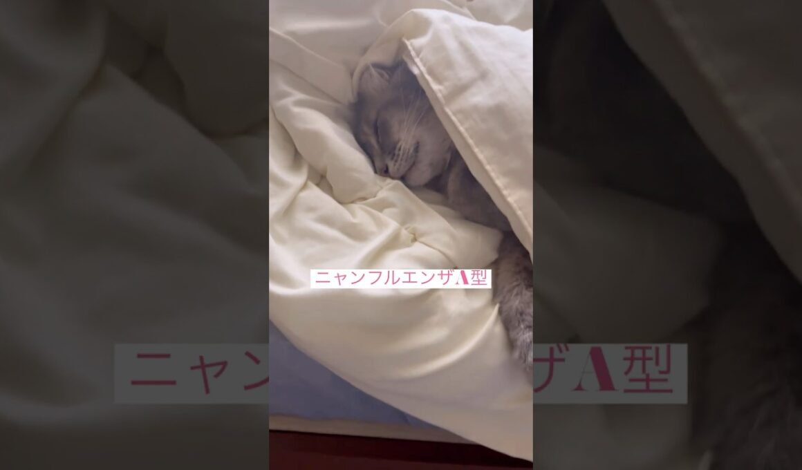ニャンフルエンザ #ねこ動画 #アメリカンカール #catshorts