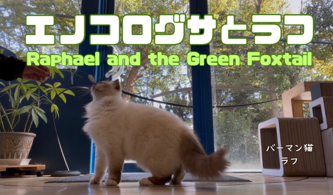 バーマン猫ラフ【エノコログサとラフ】Raphael and the Green Foxtail（バーマン猫）Birman/Cat
