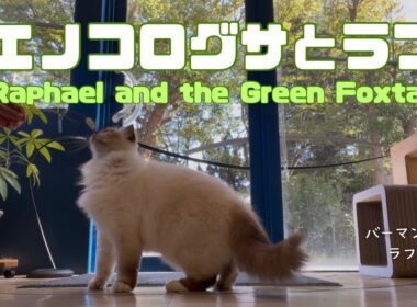 バーマン猫ラフ【エノコログサとラフ】Raphael and the Green Foxtail（バーマン猫）Birman/Cat
