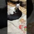 子ネコ2匹。黒猫の黒夢、ご満悦。シャムの雫に、寄り添われて・・・