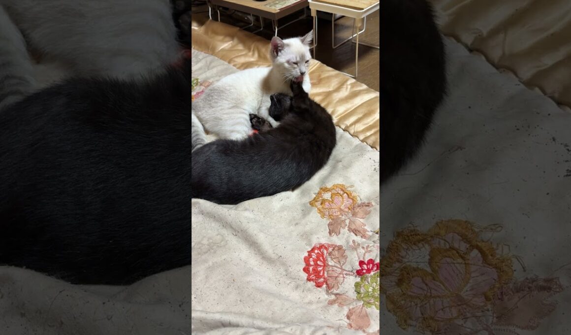 子ネコ2匹。黒猫の黒夢、ご満悦。シャムの雫に、寄り添われて・・・