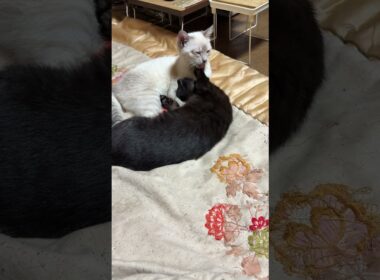 子ネコ2匹。黒猫の黒夢、ご満悦。シャムの雫に、寄り添われて・・・