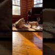 子犬のシベリアンハスキーと子猫のシャム猫/A Siberian Husky puppy and a Siamese kitten #cat #cute #puppy