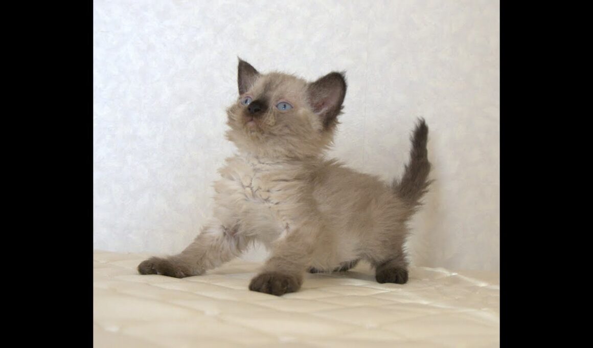 セルカークレックス子猫　Selkirk Rex　2025.９.26産まれ　シールポイント　巻き毛　女の子　シーダキャット猫のお店