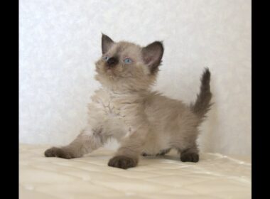 セルカークレックス子猫　Selkirk Rex　2025.９.26産まれ　シールポイント　巻き毛　女の子　シーダキャット猫のお店
