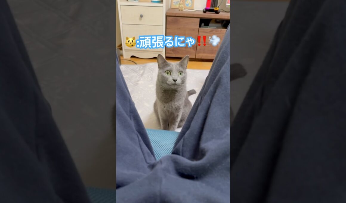 大迫力‼️ジャーンプ❤️ #猫 #ロシアンブルー #猫のいる暮らし  #shorts