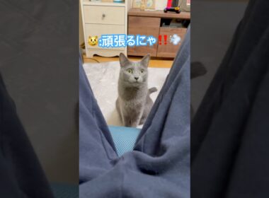 大迫力‼️ジャーンプ❤️ #猫 #ロシアンブルー #猫のいる暮らし  #shorts
