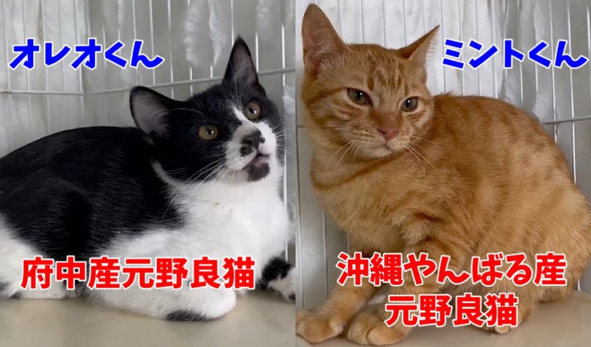 飼い主にしか愛を見せない不器用な子猫達