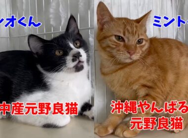 飼い主にしか愛を見せない不器用な子猫達