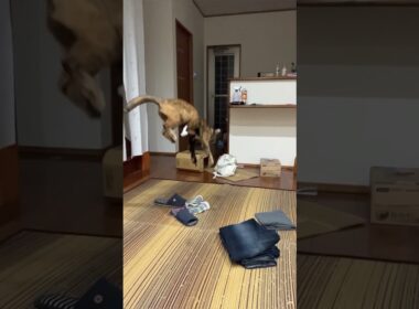 宇宙船に連れ去れる猫たっちゃん。