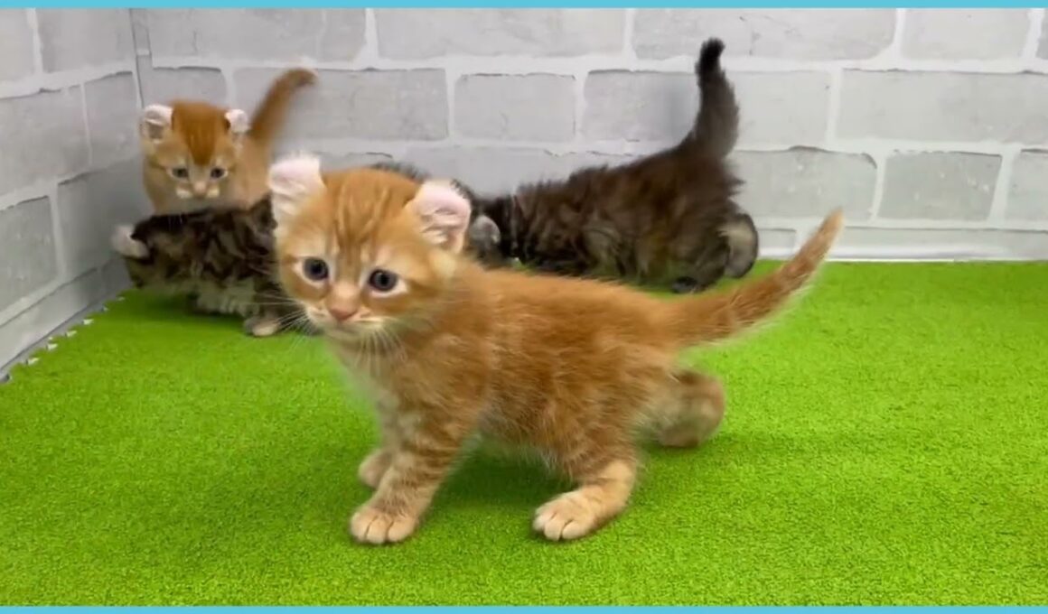 Coo&RIKU　No.00737820 アメリカンカール