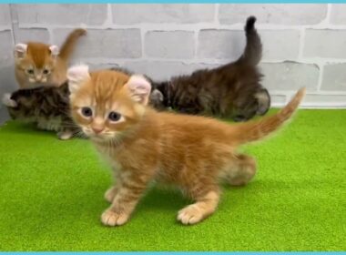 Coo&RIKU　No.00737820 アメリカンカール