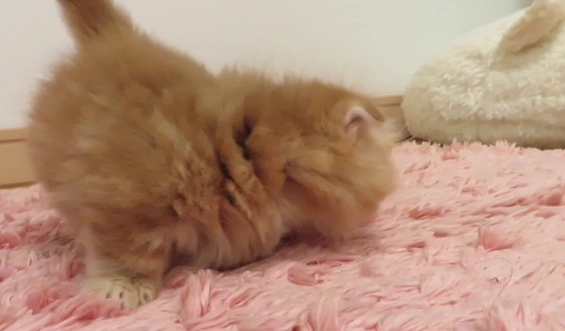 ★トロのおうち★極短足キンカローの男の子です