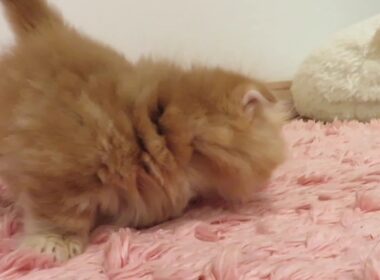 ★トロのおうち★極短足キンカローの男の子です