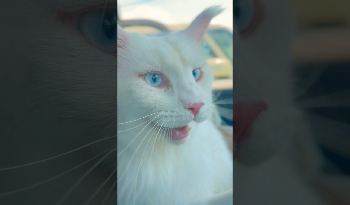 🏥 😿 #shorts #メインクーン #cat