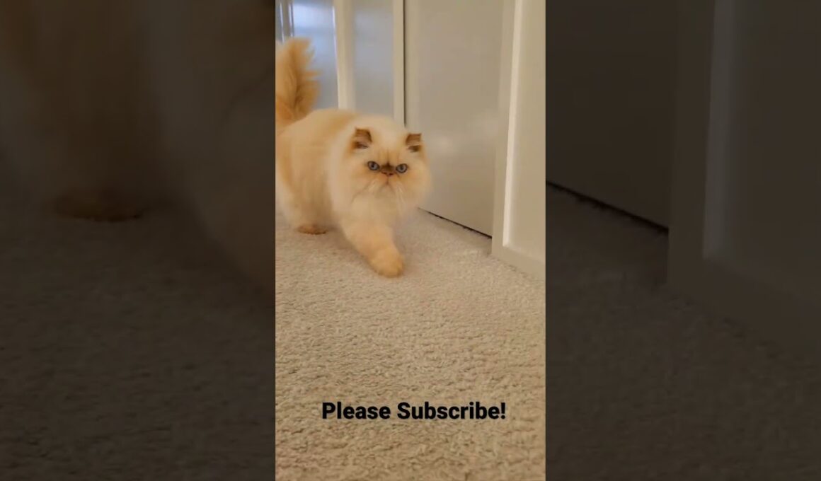 Himalayan Persian Cat