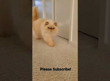 Himalayan Persian Cat