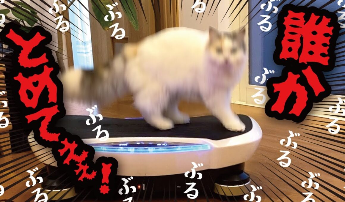 【悲報】ブルブルマシンから降りれなくなった猫