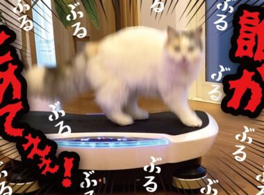 【悲報】ブルブルマシンから降りれなくなった猫