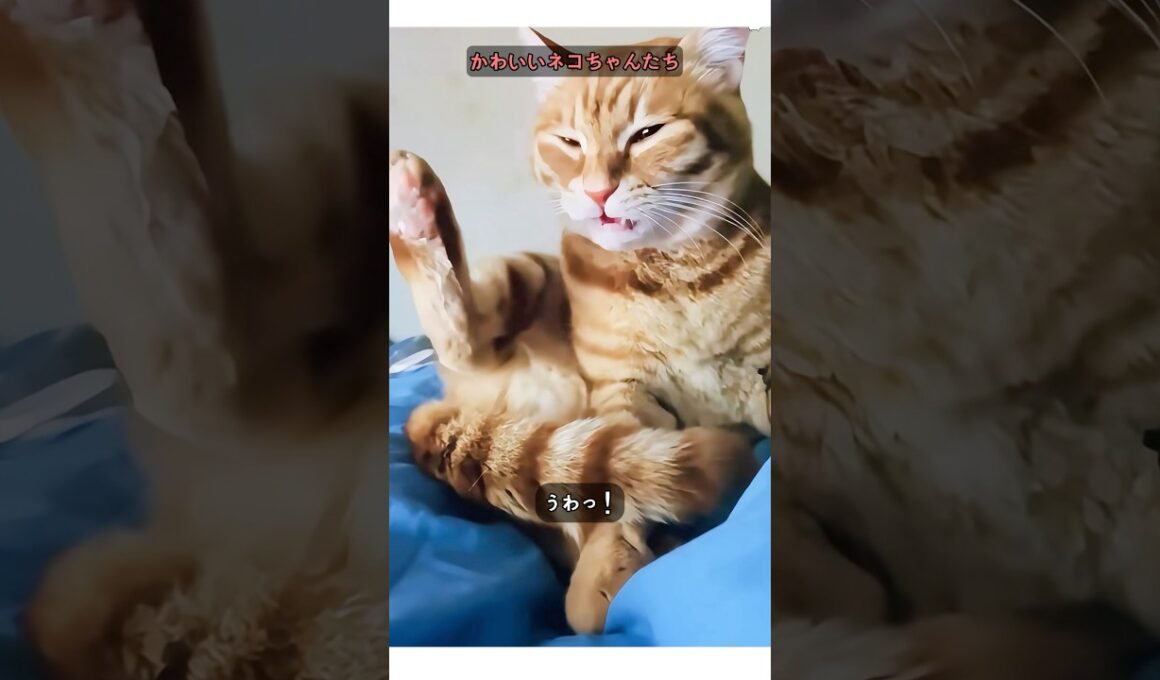 ヘンなにゃんこたち