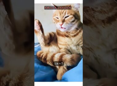 ヘンなにゃんこたち