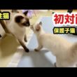 先住猫と子猫の初対面の反応はこうなりました