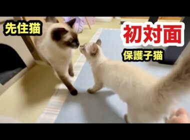 先住猫と子猫の初対面の反応はこうなりました