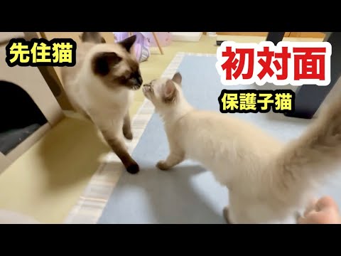 先住猫と子猫の初対面の反応はこうなりました