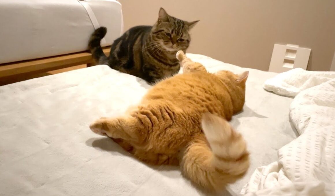 ダイブすんのかい？せんのかいっ！？