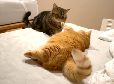 ダイブすんのかい？せんのかいっ！？