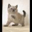 セルカークレックス子猫　Selkirk Rex　2025.９.26産まれ　ブルーポイント　巻き毛　女の子　シーダキャット猫のお店