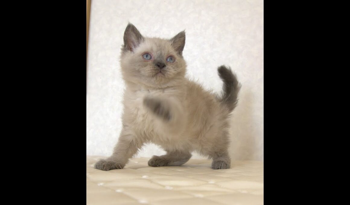 セルカークレックス子猫　Selkirk Rex　2025.９.26産まれ　ブルーポイント　巻き毛　女の子　シーダキャット猫のお店