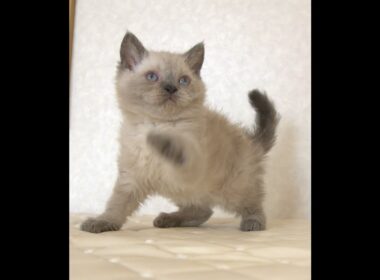 セルカークレックス子猫　Selkirk Rex　2025.９.26産まれ　ブルーポイント　巻き毛　女の子　シーダキャット猫のお店