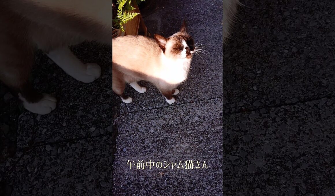 シャム猫さん。#猫#ねこ#cat#シャム猫#Shorts