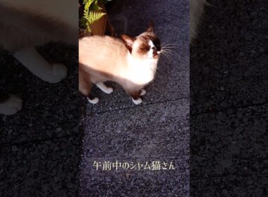 シャム猫さん。#猫#ねこ#cat#シャム猫#Shorts