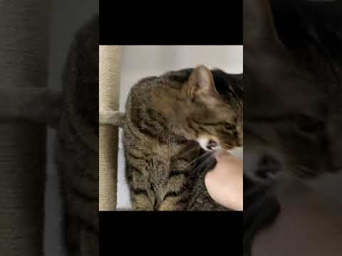 キャットタワーにいる凶暴猫に触ろうとした結果...