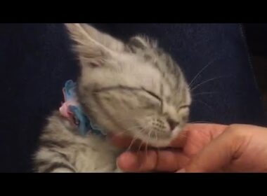 撫でられてとっても幸せなピノくん 子猫マンチカン Kitten of Munchkin